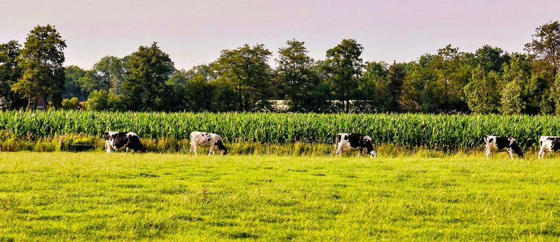 Neues aus Bahrenborstel